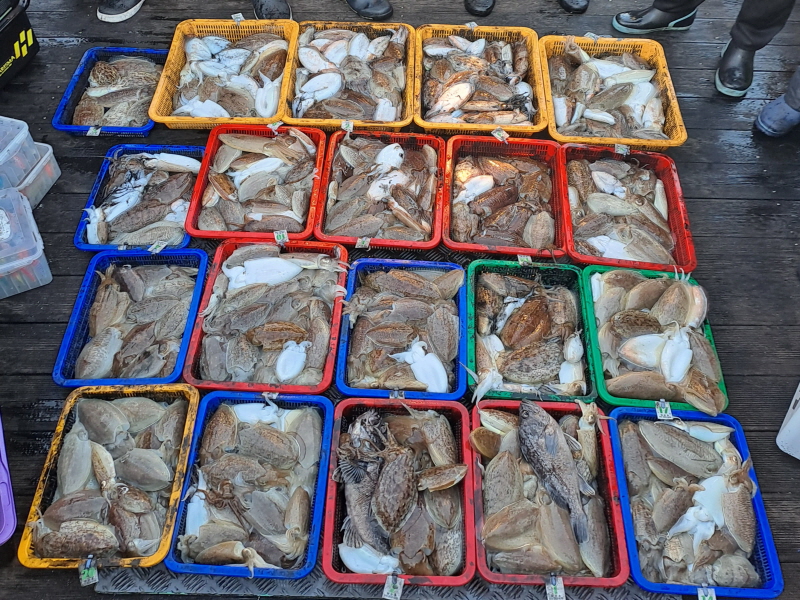 행운호 조황갤러리입니다.