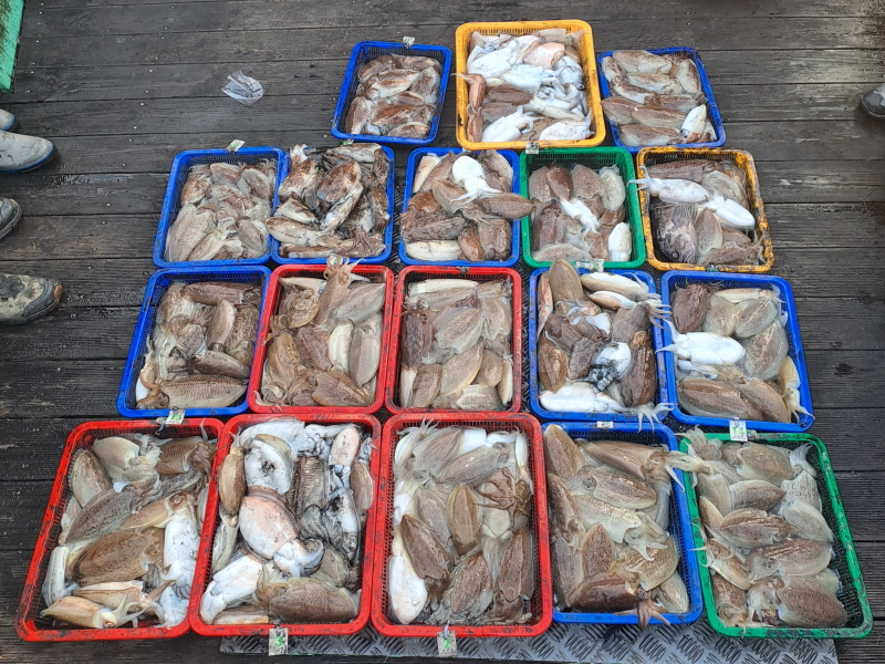 행운호 조황갤러리입니다.