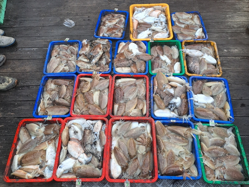 행운호 조황갤러리입니다.