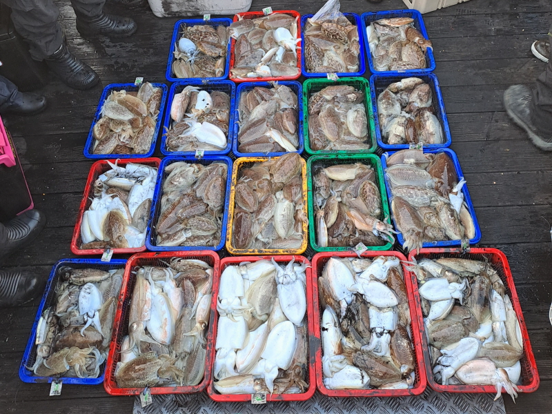 행운호 조황갤러리입니다.