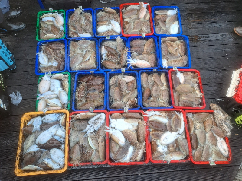 행운호 조황갤러리입니다.