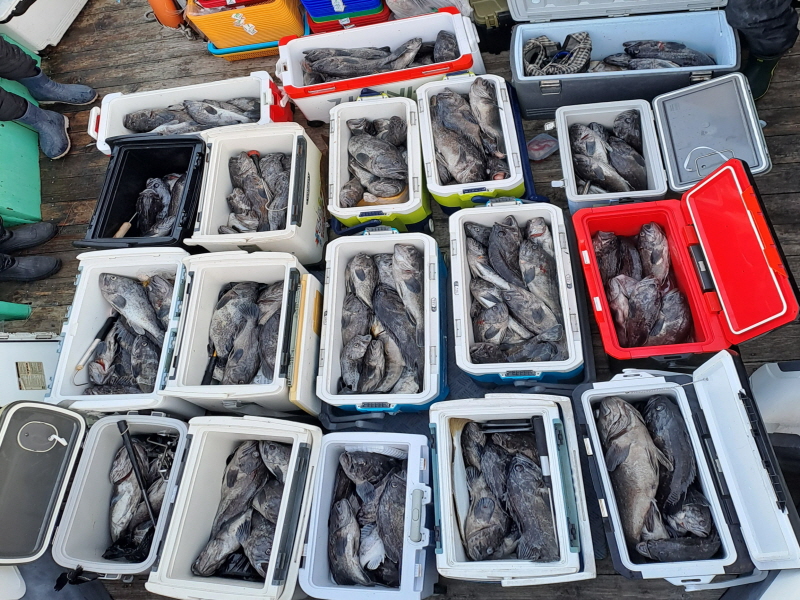 행운호 조황갤러리입니다.