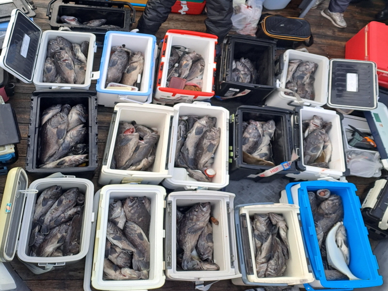 행운호 조황갤러리입니다.