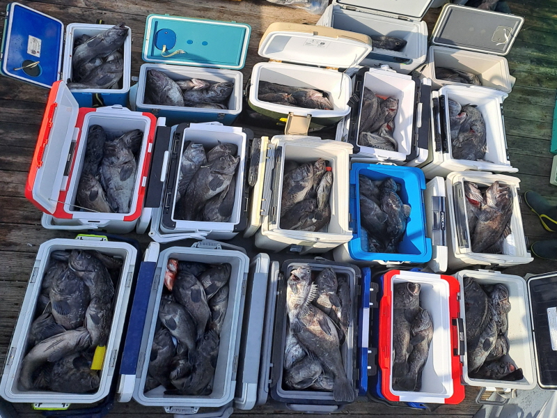 행운호 조황갤러리입니다.