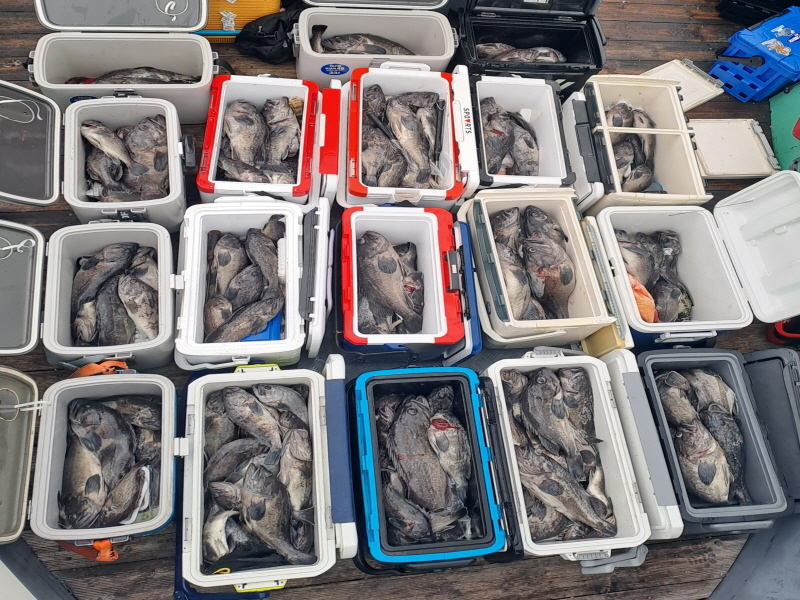 행운호 조황갤러리입니다.