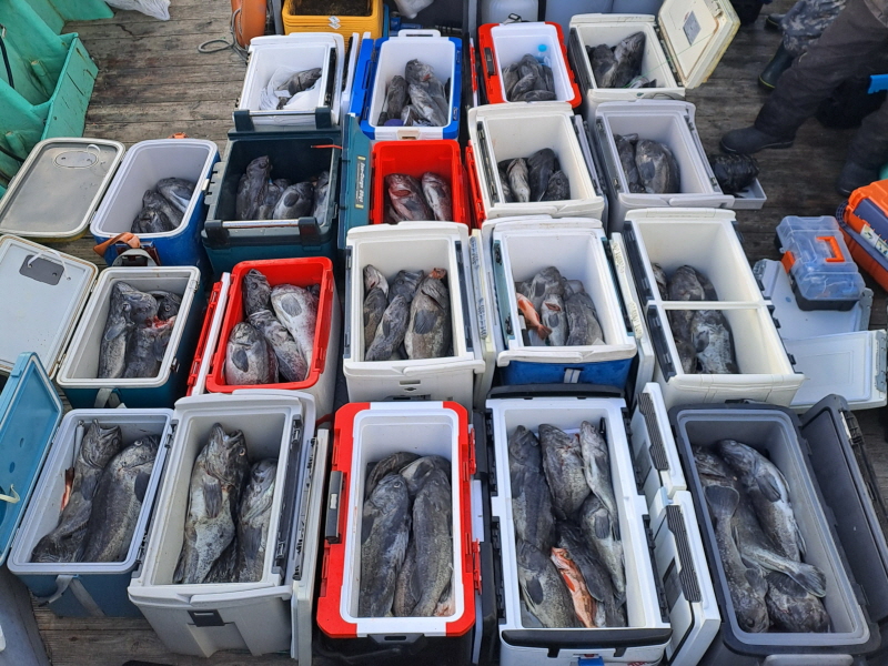 행운호 조황갤러리입니다.