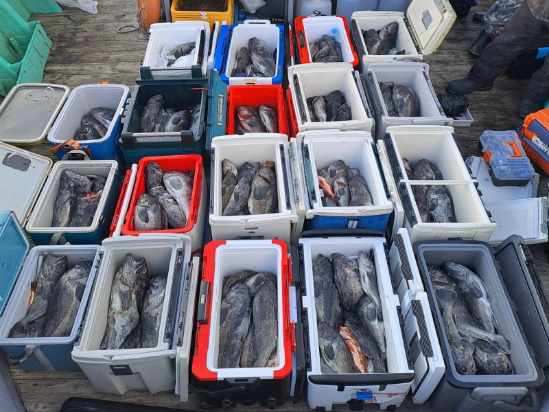 행운호 조황갤러리입니다.