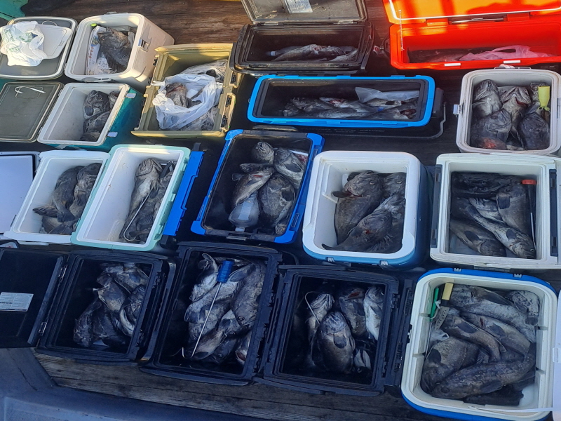 행운호 조황갤러리입니다.