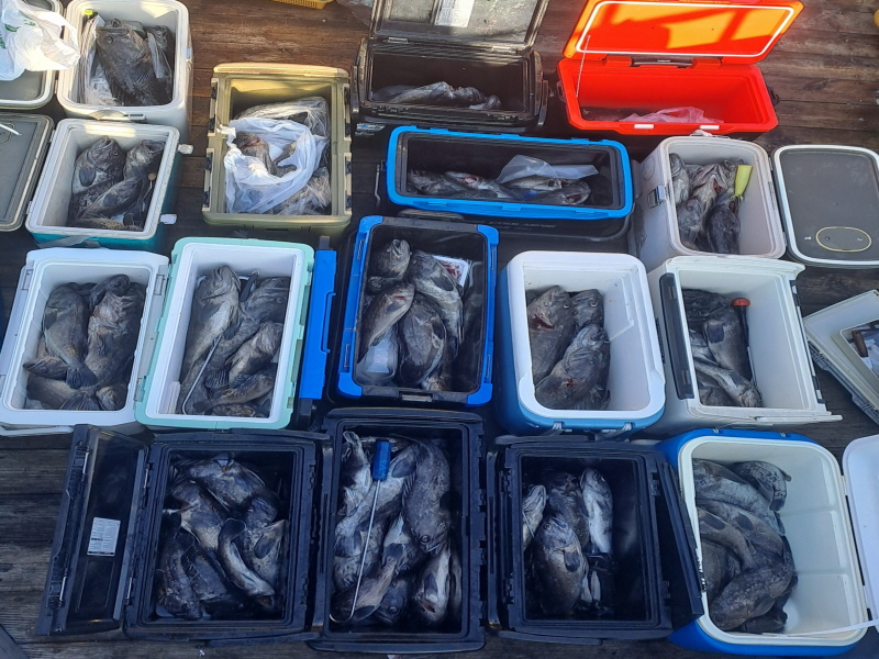 행운호 조황갤러리입니다.