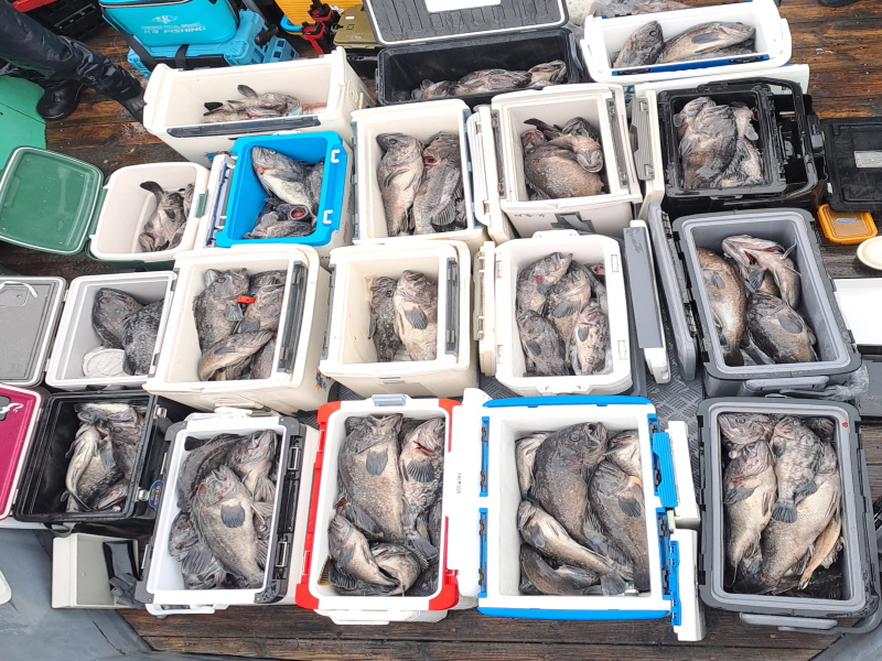 행운호 조황갤러리입니다.