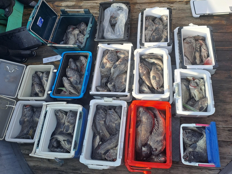 행운호 조황갤러리입니다.