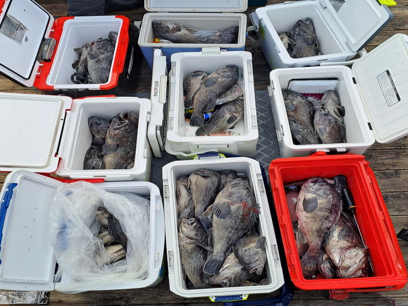 행운호 조황갤러리입니다.