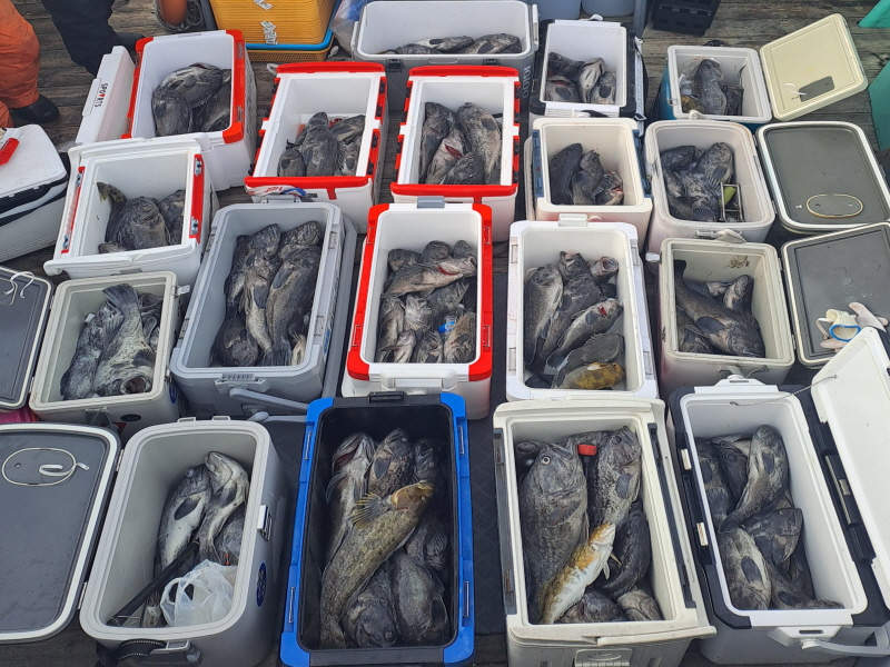 행운호 조황갤러리입니다.