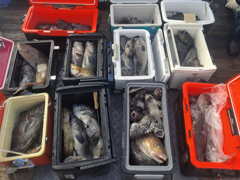 행운호 조황갤러리입니다.