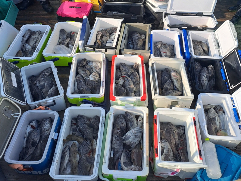 행운호 조황갤러리입니다.