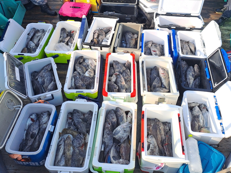 행운호 조황갤러리입니다.