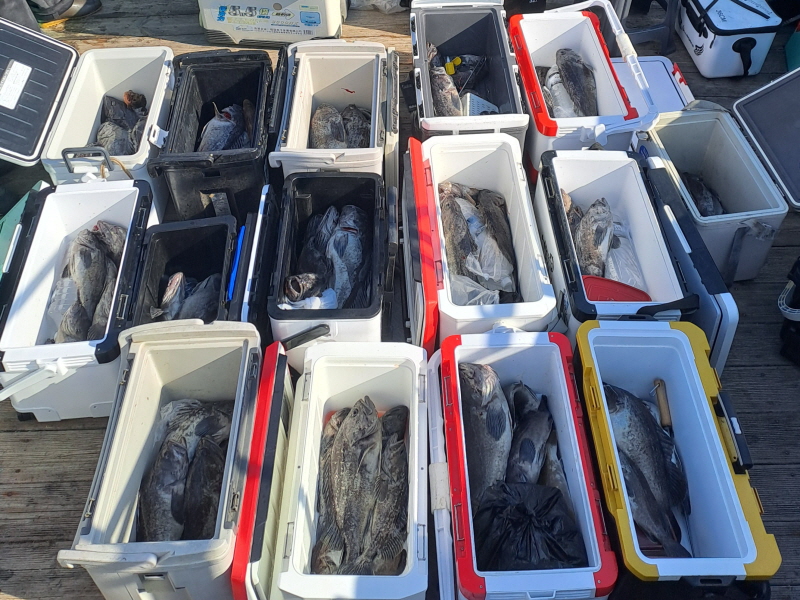 행운호 조황갤러리입니다.