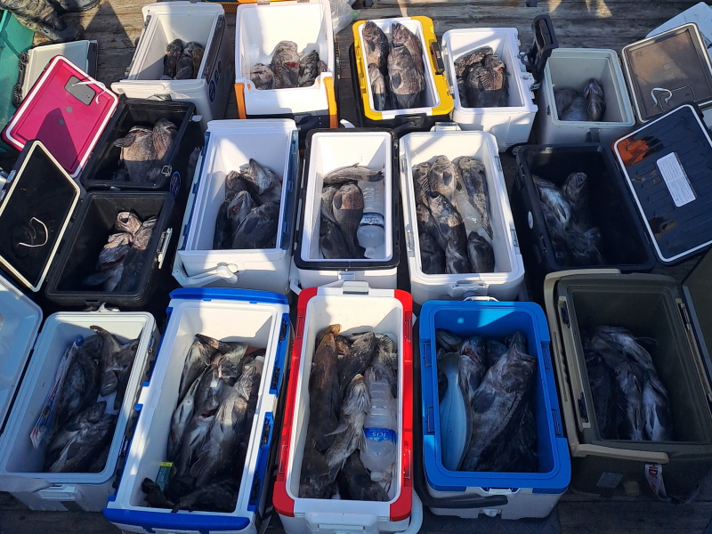 행운호 조황갤러리입니다.