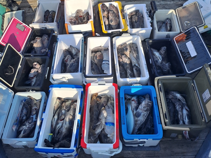 행운호 조황갤러리입니다.