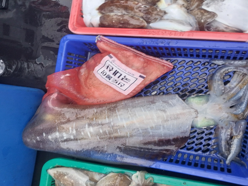 나르샤호 조황갤러리입니다.