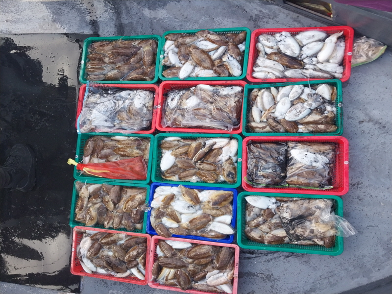 나르샤호 조황갤러리입니다.