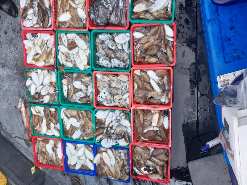 나르샤호 조황갤러리입니다.