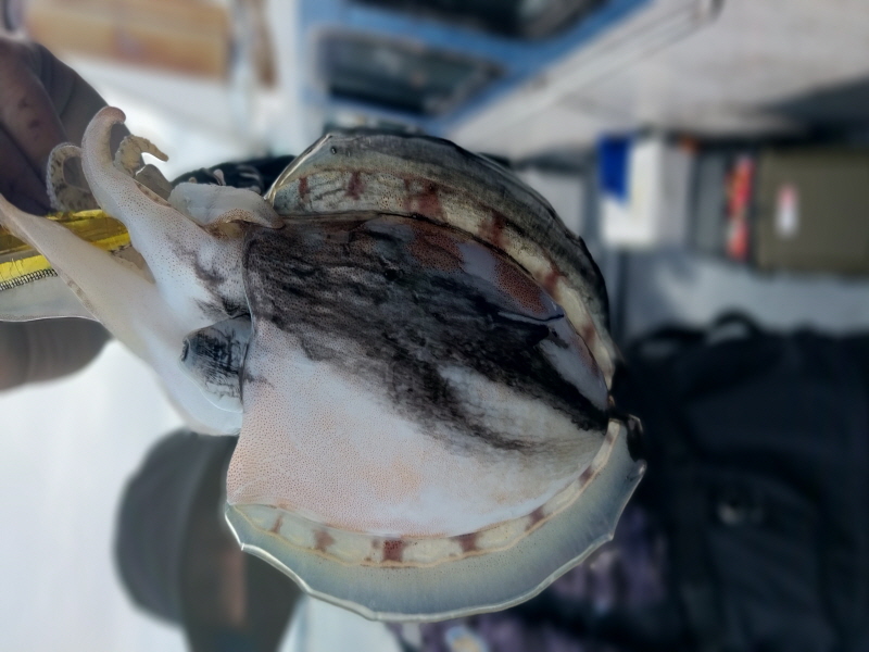 나르샤호 조황갤러리입니다.