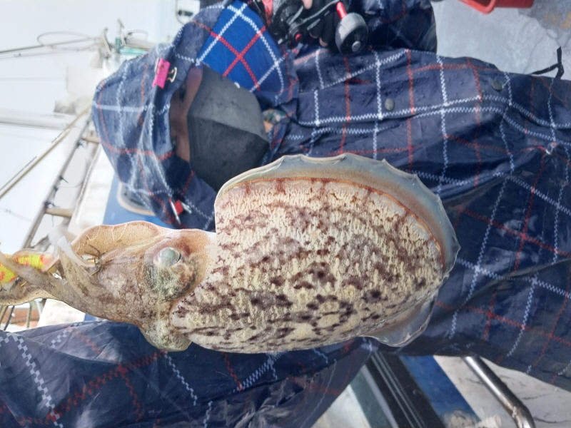 나르샤호 조황갤러리입니다.