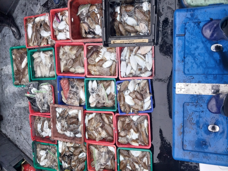 나르샤호 조황갤러리입니다.