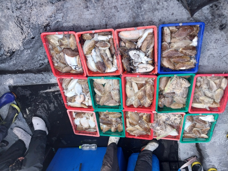 나르샤호 조황갤러리입니다.