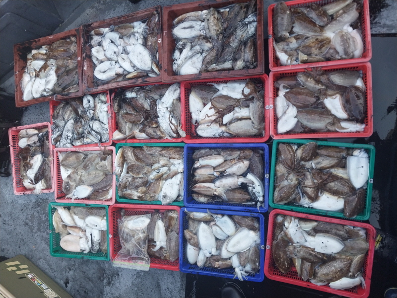 나르샤호 조황갤러리입니다.