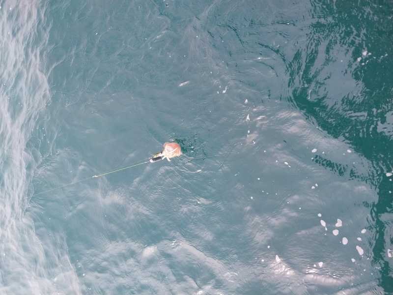 나르샤호 조황갤러리입니다.