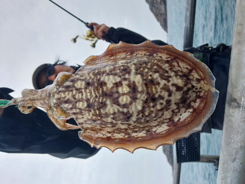 나르샤호 조황갤러리입니다.