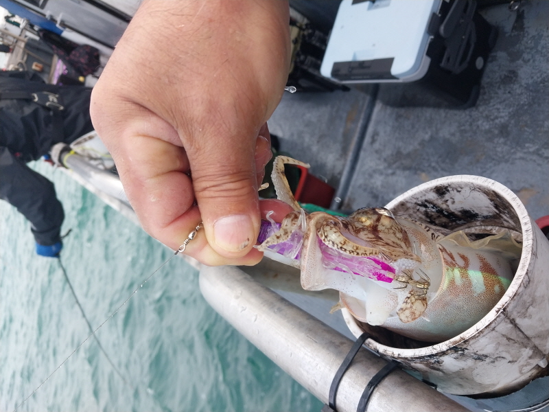 나르샤호 조황갤러리입니다.