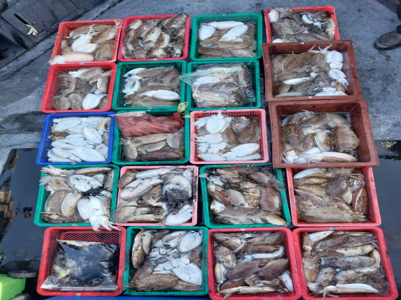 나르샤호 조황갤러리입니다.