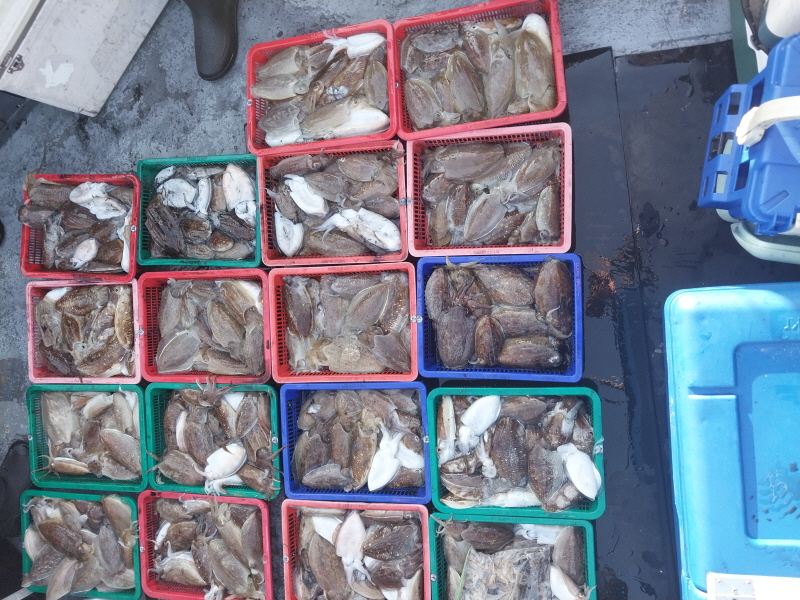 나르샤호 조황갤러리입니다.