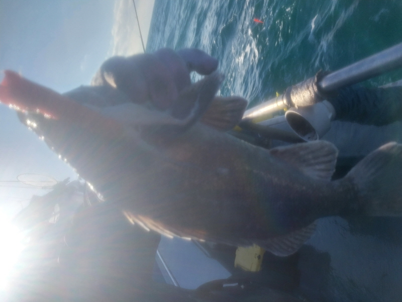 나르샤호 조황갤러리입니다.