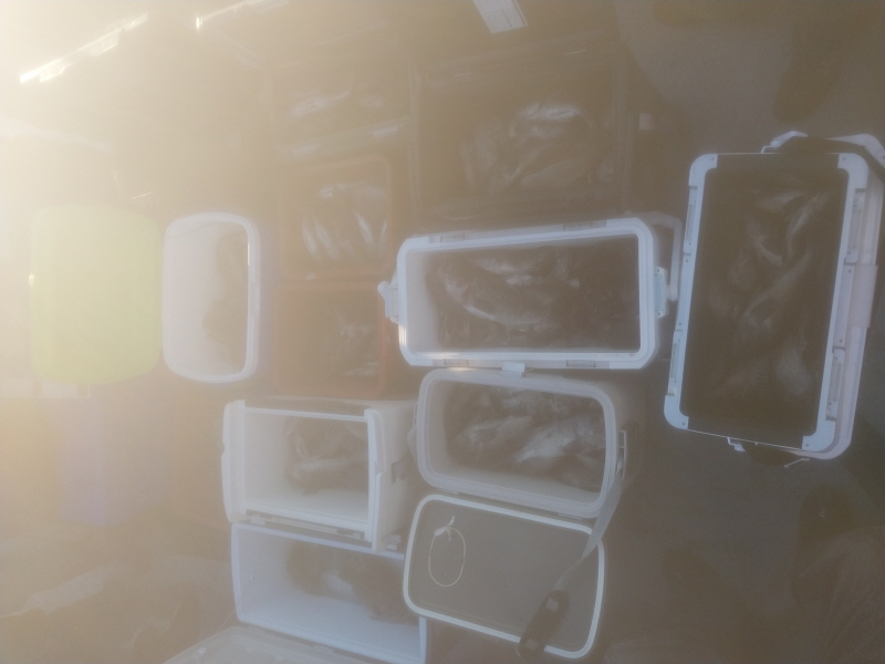 나르샤호 조황갤러리입니다.