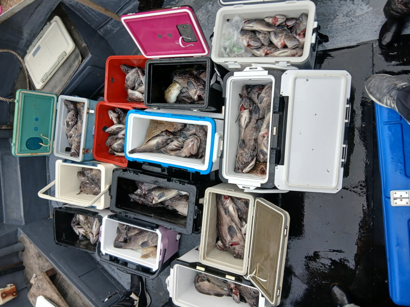 나르샤호 조황갤러리입니다.