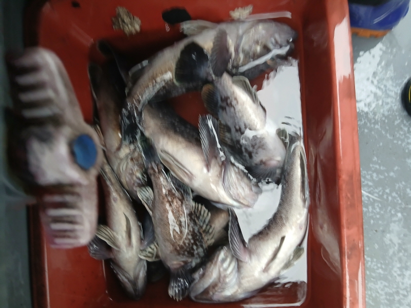 나르샤호 조황갤러리입니다.