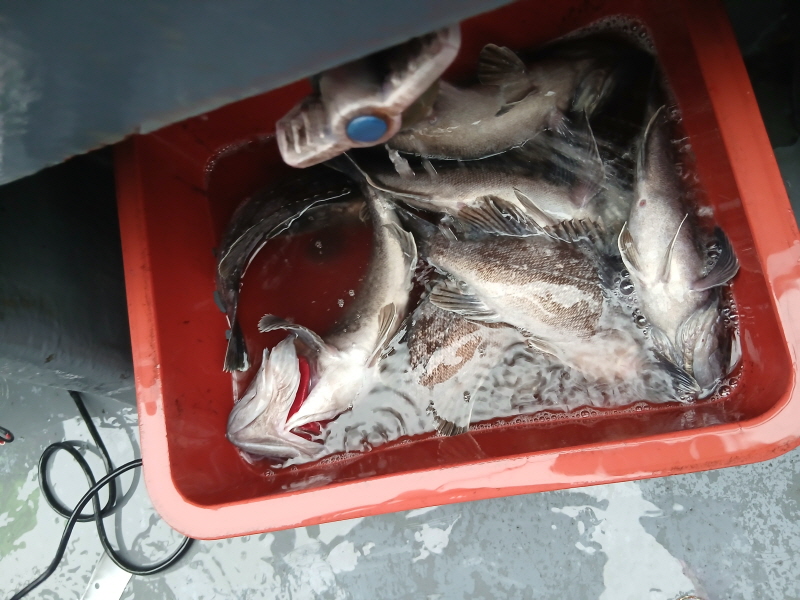 나르샤호 조황갤러리입니다.