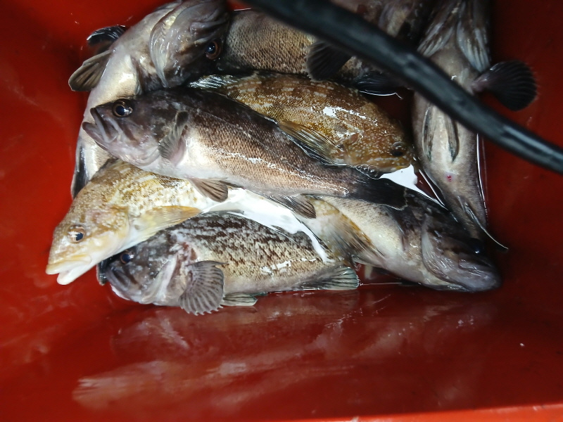 나르샤호 조황갤러리입니다.