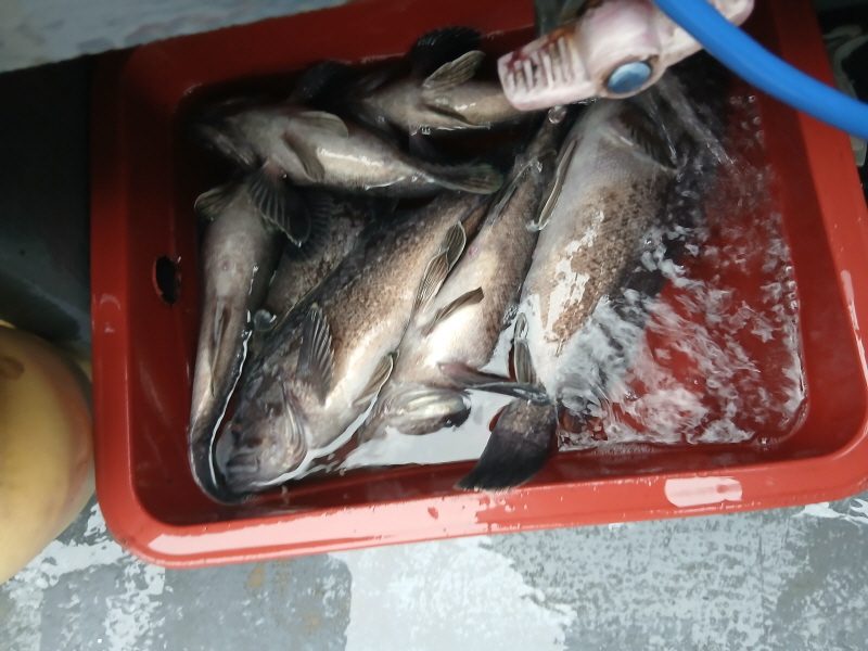 나르샤호 조황갤러리입니다.