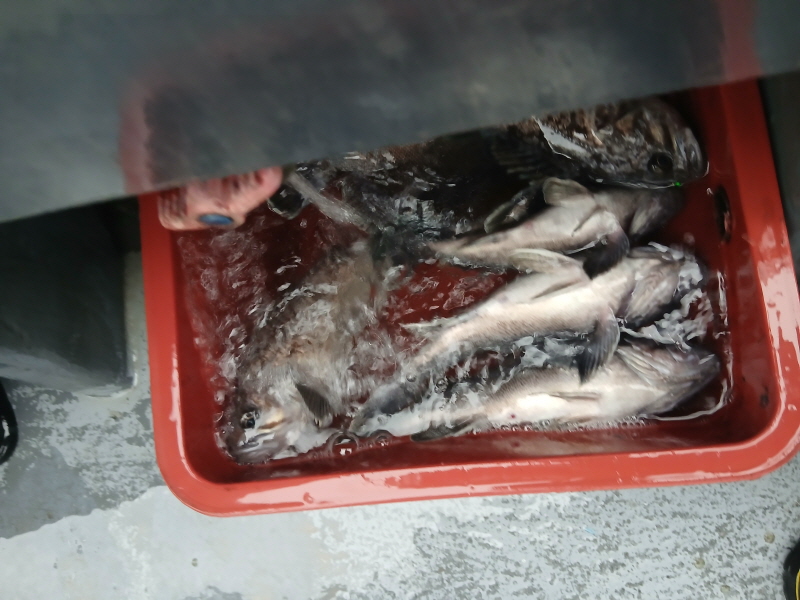 나르샤호 조황갤러리입니다.