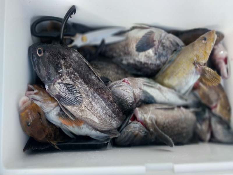 나르샤호 조황갤러리입니다.