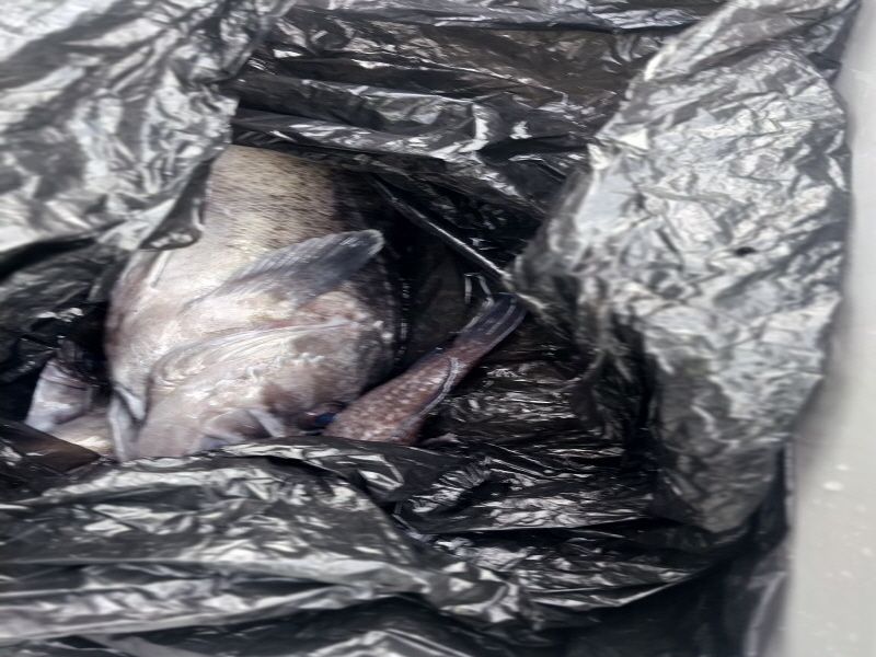 나르샤호 조황갤러리입니다.