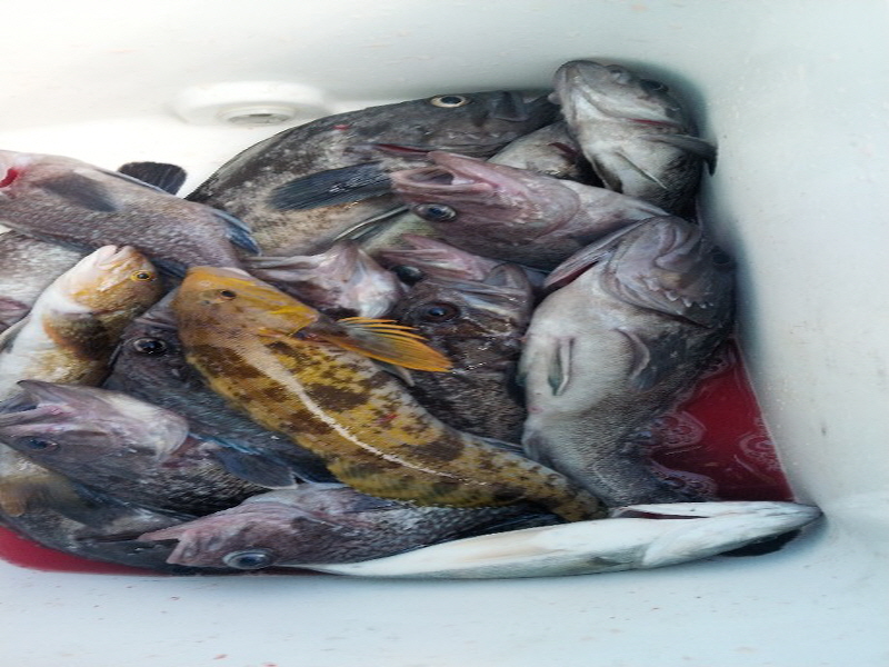 나르샤호 조황갤러리입니다.