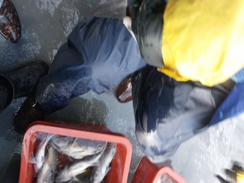 나르샤호 조황갤러리입니다.