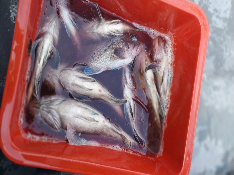 나르샤호 조황갤러리입니다.