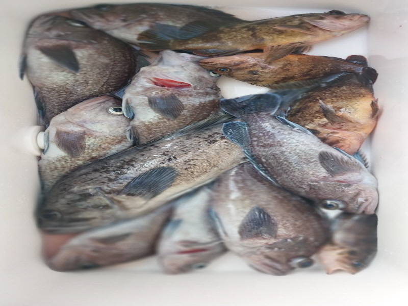 나르샤호 조황갤러리입니다.